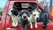 Hoy se celebra el Día Internacional del Perro