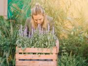 ¿Qué hace la lavanda en el cerebro?