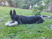 La conmovedora historia de Trufa, la galga con el hocico torcido, que terminó con final feliz