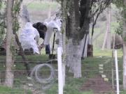 Hallan muerto a un nene de 2 años que se había perdido en un campo en La Plata: tenía signos de mordeduras de perros