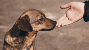 ¿Por qué este 21 de julio se celebra el Día Mundial del Perro?
