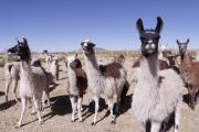 Cambio climático causa mortandad de un 20% de camélidos