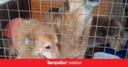 En el Día Mundial del Perro, vuelve la perrera en Pico Truncado