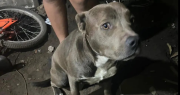 Tragedia en Arturo Seguí: imputaron a los dueños de los perros que atacaron y mataron a un nene de 2 años