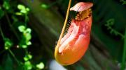 Asuntos de plantas: la llamativa especie carnívora que puedes cultivar en el hogar en maceta