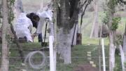 Hallan muerto a un nene de dos años en La Plata: tenía mordeduras de perro