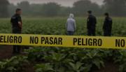 Tragedia en La Plata: encontraron sin vida a un niño de 2 años entre plantaciones y con signos de mordeduras
