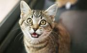 ¿En qué situaciones los gatos pueden llegar a arañar?