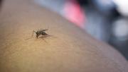 ¿Existe un repunte de casos de dengue en Venezuela? – Correo del Caroní