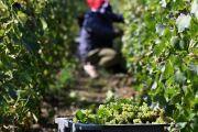 Francia: Tribunal encarceló a tres personas por tratar a trabajadores de la industria del champán como esclavos