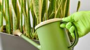Pocos lo saben: cada cuántos días debes regar una sansevieria o lengua de suegra en invierno