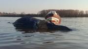 Apareció otra ballena muerta en Zárate y ya son tres en menos de dos semanas