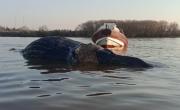 Encontraron otra ballena muerta, ahora en Zárate: es la tercera en un mes