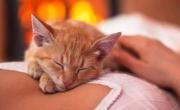Si tu gato hace esto, sos su persona favorita, según los expertos