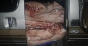 Se comisan 4.000 kilos de carne de cerdo de contrabando en Lloko Lloko