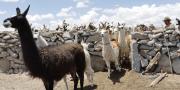 Feria de Camélidos en la ciudad de El Alto