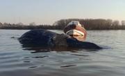Otra ballena muerta en las costas bonaerenses: estaba flotando debajo del puente de Zárate