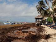 El sargazo alcanza un récord histórico y amenaza el turismo en las playas de México y el Caribe