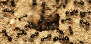 ¿Cuántas hormigas viven en la Tierra?: los científicos dieron la cifra