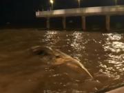 Tres ballenas muertas en menos de 15 días: cuál es la principal hipótesis de los expertos