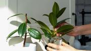 Estimula las plantas de tu hogar: cómo tener un gomero más hermoso, sano y frondoso