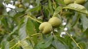 ¿Cómo se llama el árbol de nueces? Pocos conocen su nombre