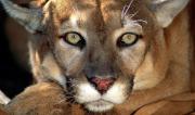 Escena de horror en EEUU: Un puma casi mata a un niño y su padre lo enfrentó a mano limpia