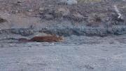 Atropelló a un puma en el parque Lanín y se bajó para asistirlo
