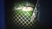 Puma en Moreno: lograron localizarlo y avanzan en un operativo para atraparlo