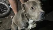 Hablaron los dueños de los pitbulls que habrían matado al niño