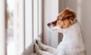 ¿Los perros saben diferenciar los idiomas?