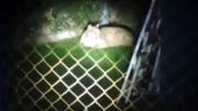 Un felino en el jardín