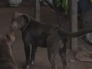 Los perros ya habían agredido y matado a otros animales: qué dijo el fiscal que investiga el caso del nene muerto en La Plata