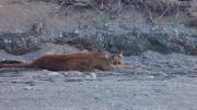 Atropellaron a un puma en el Parque Nacional Lanín y se activó un operativo para asistirlo