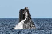 El futuro de las ballenas, un compromiso que sigue vigente a más de 40 años de la moratoria