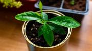 Truco de jardinería infalible para germinar semillas de limón y obtener un hermoso limonero en pocos días