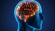 Prevención y hábitos sanos, puntos básicos para la salud cerebral