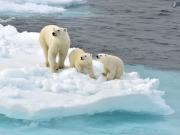 La difícil tarea de tomarle una muestra de sangre a un oso polar: dardos, biopsias y helicópteros