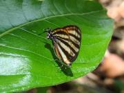 Un misterio indescifrable: ¿por qué muchas mariposas tienen dos cabezas?