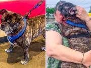 Una perra desaparecida hace 8 años durante un huracán fue encontrada viva en un baño público