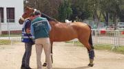 Mueren caballos por un virus en una zona de Chile cercana a Neuquén: sospechan de animales de Argentina