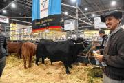 Mirá cómo es un día en la Rural de Palermo 2025 en 25 imágenes