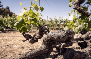 Los secretos de las vides clonadas y las variedades de uva