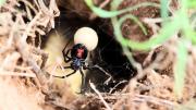 Araña viuda negra: cómo reconocer sus sacos de huevos y qué hacer ante su detección