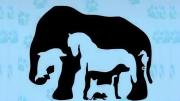 Acertijo visual: solo los que tienen vista aguda podrán descifrar cuántos animales hay en la imagen