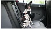 La manera correcta de llevar a las mascotas en el auto, según la ley