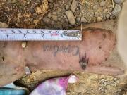 La Paz: Hallan el brazo de un hombre en Chinchaya, lleva un tatuaje con el nombre Carolina