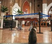 El último adiós de un amigo fiel: murió un cura de Neuquén y su gato ‘Pascual’ acompañó el velorio