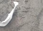 Aseguran haber encontrado huesos humanos en Neuquén: qué dijo el Gobierno y qué hacer