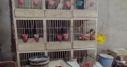 Riña de gallos: allanaron una vivienda y secuestraron más de 15 aves y un ring de pelea